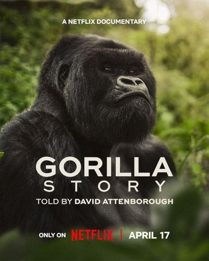 A Gorilla Story Told by David Attenborough (2026) เล่าเรื่องกอริลลา โดยเดวิด แอทเทนเบอเรอห์